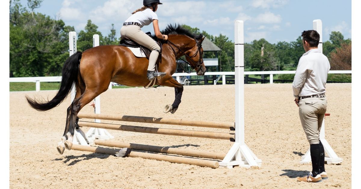 How to prepare your horse for a successful horse show season Alltech